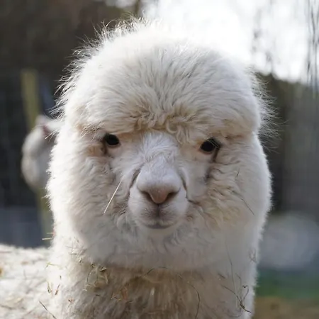 Schwabenhof Appartement